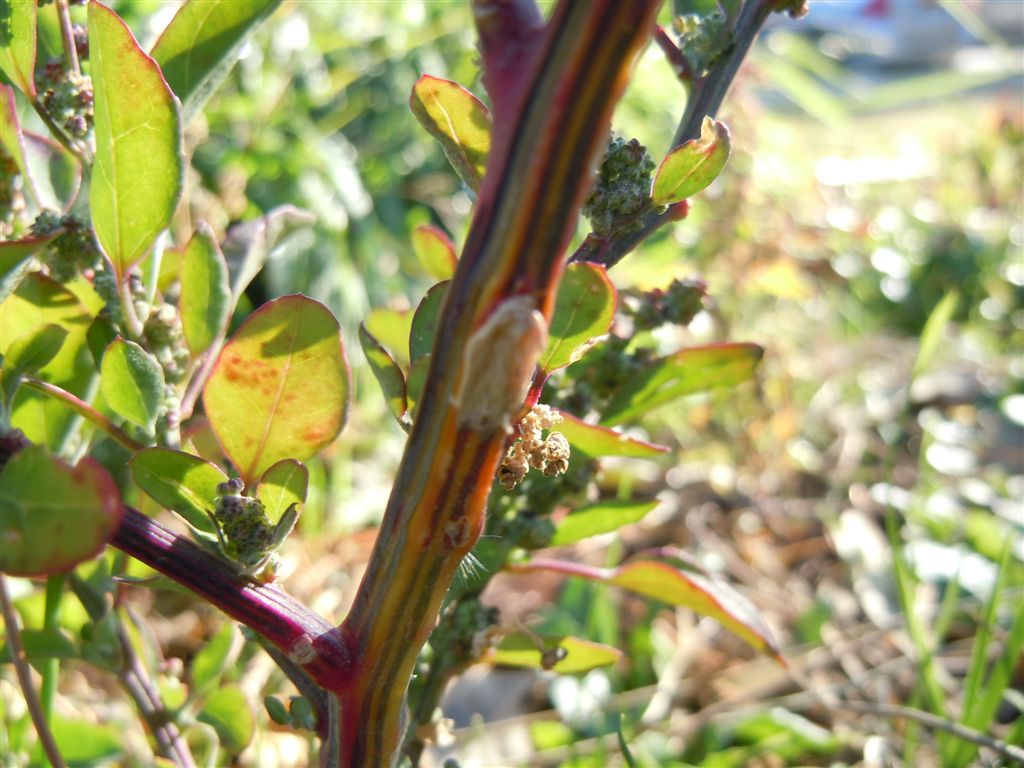 Chenopodium album?